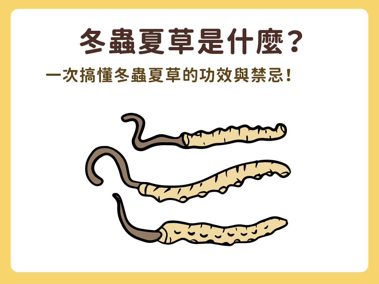 冬蟲夏草是什麼？一次搞懂冬蟲夏草的功效與禁忌！