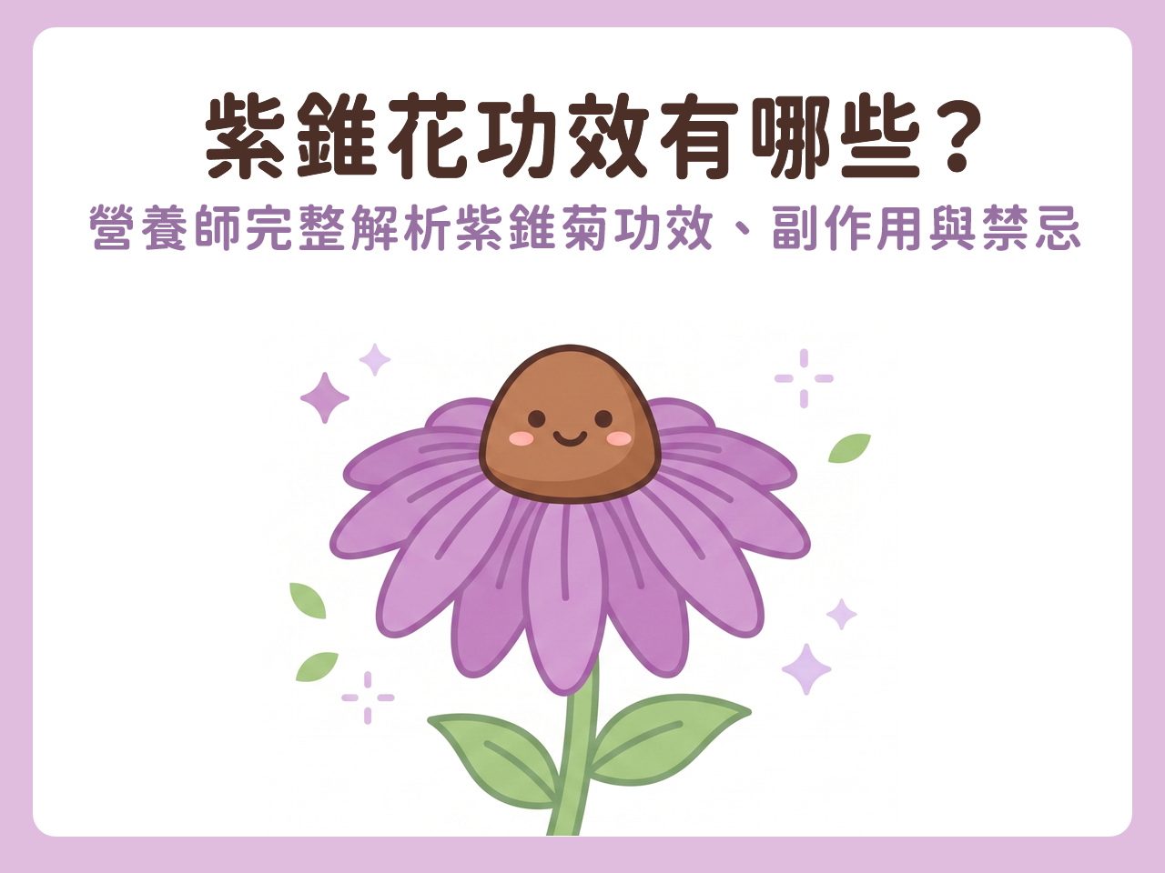 紫錐花功效有哪些?營養師完整解析紫錐菊功效、副作用與禁忌